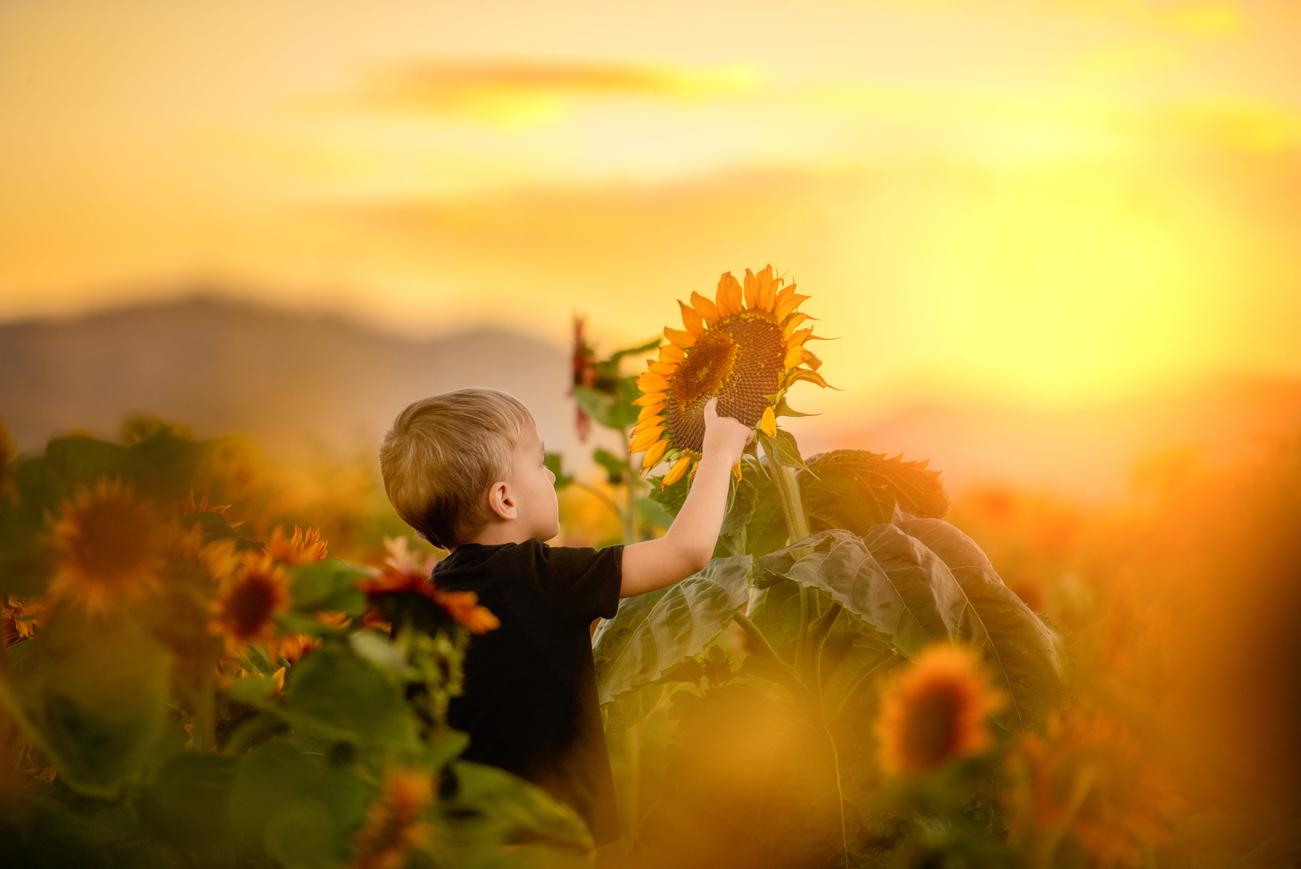 Photoshoot of a boy with the Sunflowers Vancouver Portrait Photographer